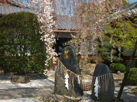 枝垂れ桜にギリギリ残っていた花