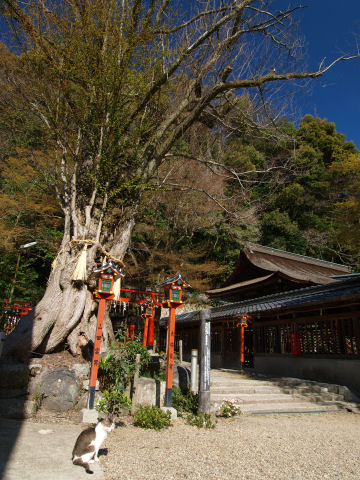 御神木とネコ