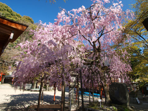 色鮮やかな枝垂れ桜