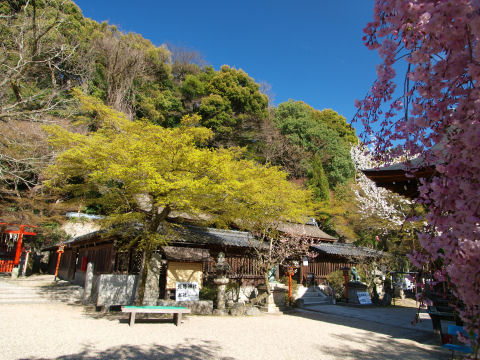 枝垂れ桜の横から拝殿を