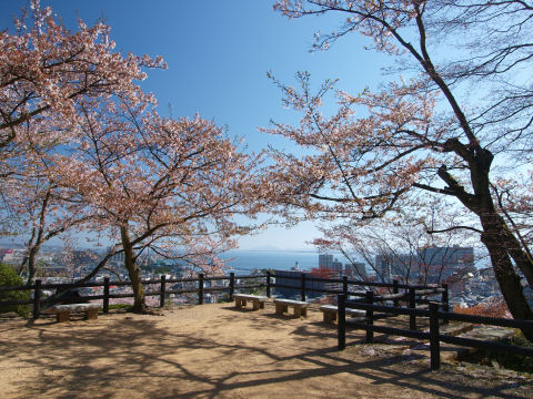 葉桜気味だなあ