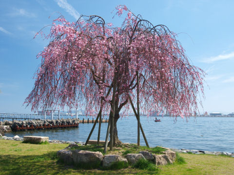 散り始めてるし