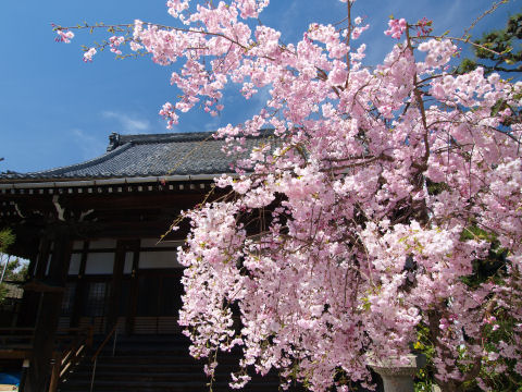 親鸞の御真影を奪い返すために漁師の源兵衛は自らの首を父親に切らせて差し出したという逸話