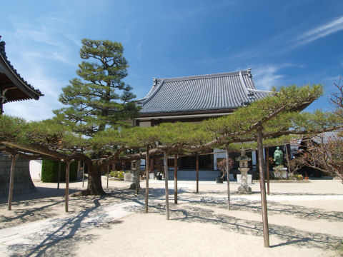 広々と伸びた松