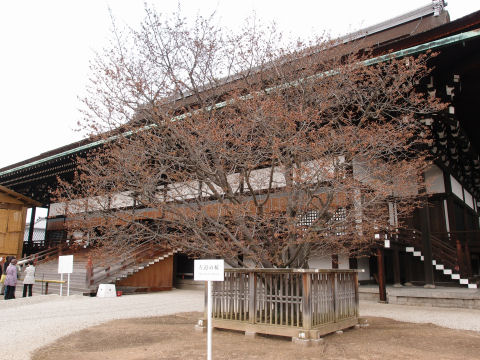 全然咲いてない右近の桜