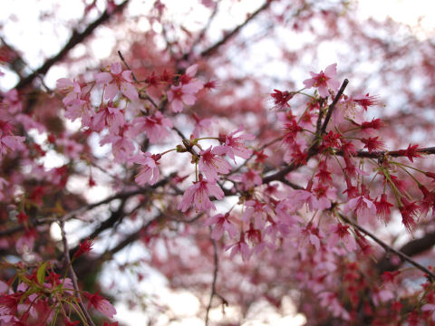 ピンクが濃ゆい