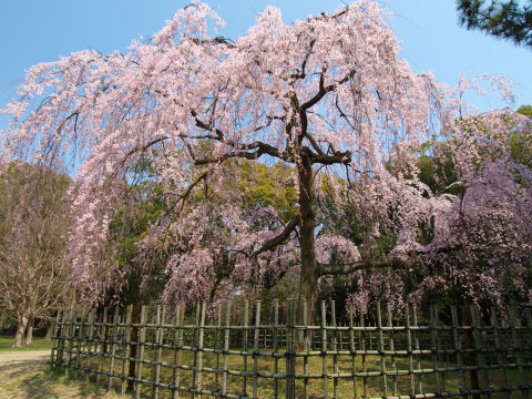 でも人が入っちゃったのでトリミングした