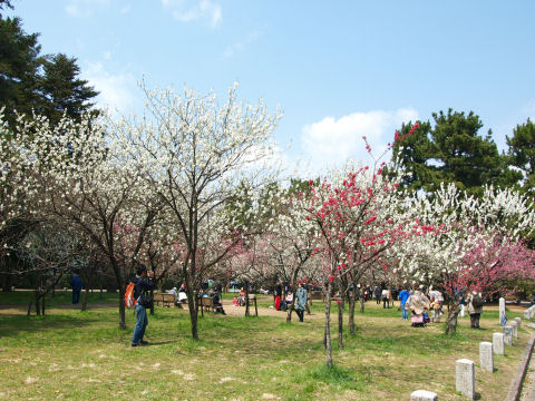 こちらも平和な光景