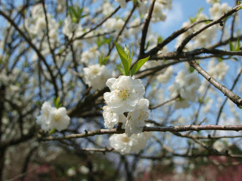 後ろのをボカしつつズーム