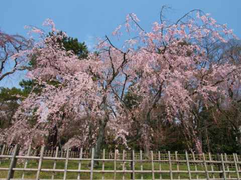 御苑内の主道路から見えるやつ
