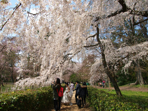 枝垂桜のトンネル