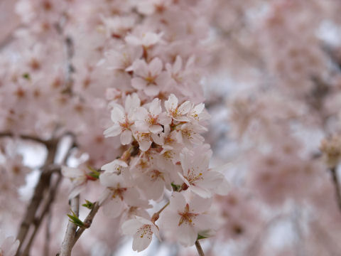 このズームは普通かな