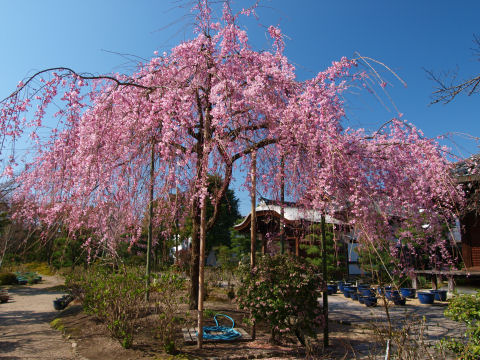 ホースが入ってるのは減点