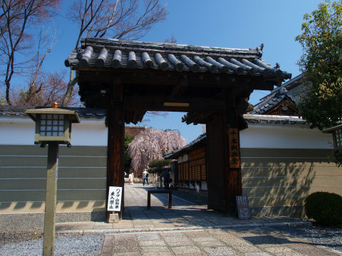 やはりほとんどの桜は咲いていない