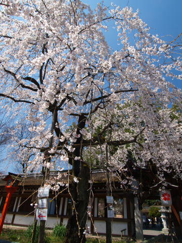 ただし人多すぎ