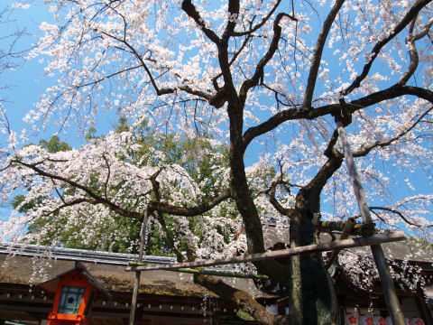 人を避けて上を撮る