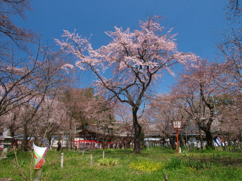 ひとりがんばる樹