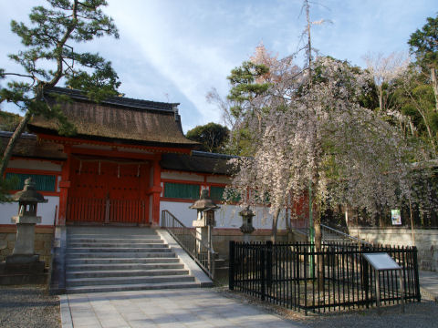 緑が目立ってきている