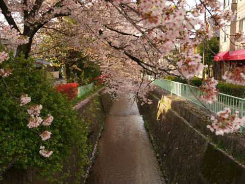 風情のある疎水