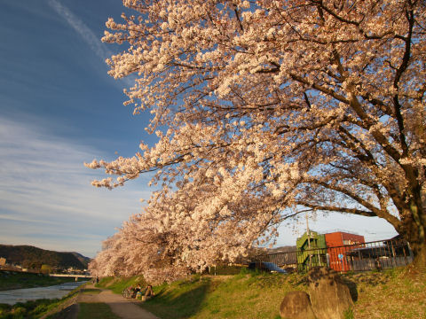 ベンチは何気に満席