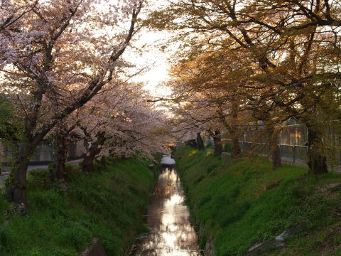 こちらも桜の名所っぽい
