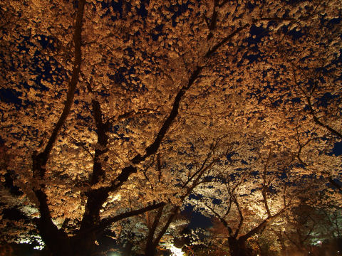 空を覆い尽くす