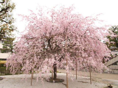 白く飛んじゃってるなあ