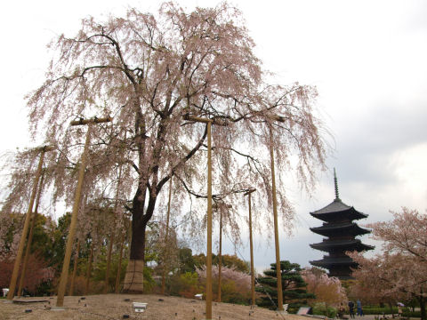 残念ながら散りが進んでいる不二桜