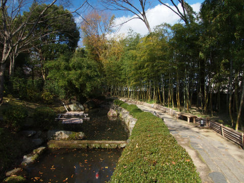 鯉は手前に数匹