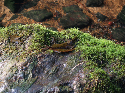 落ち葉をメインに