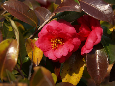 ほとんどはつぼみだったけど