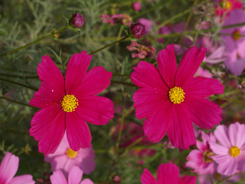 ポートレートはここで