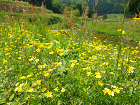 名前は知らない花