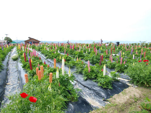 ルピナスとはめずらしい