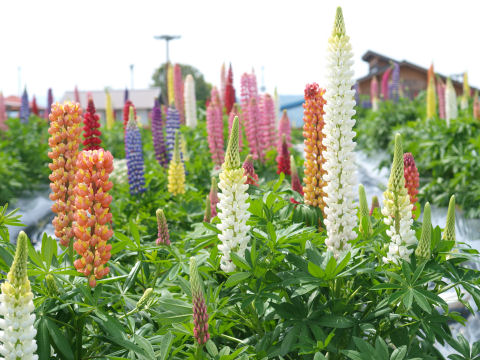 空が白くなってきている