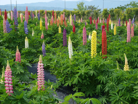 すんごいカラフル