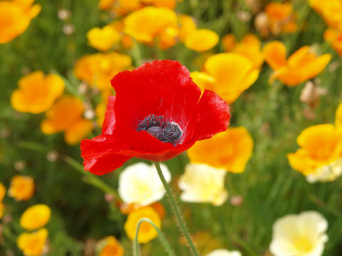 青い花は背景として