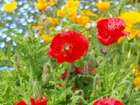 日本の花と違って色くっきり