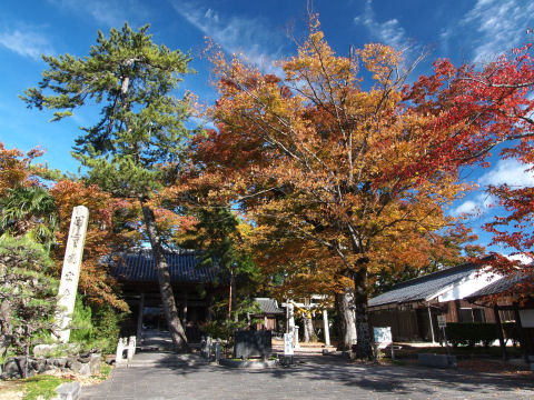 幸先の良い色鮮やかさ