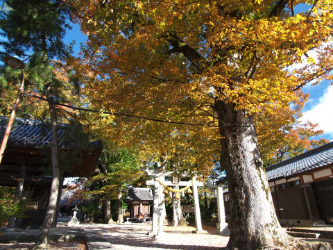 黄色と鳥居は画になるが，本命はこの後