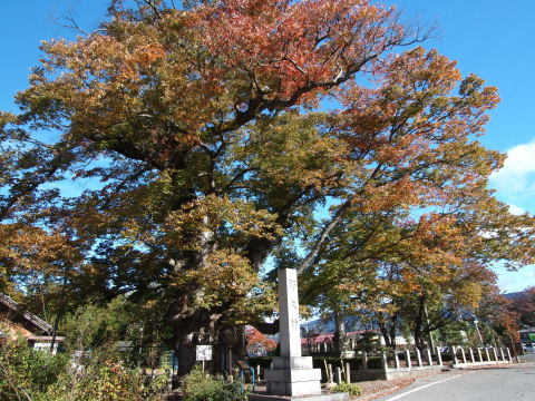 枝の張りが良い