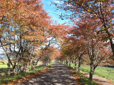 桜のトンネルになるのだろうか