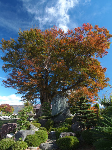 下のほうはにぎやか