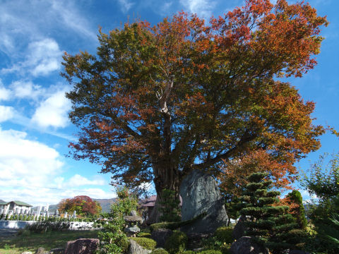 墓の近くにあった