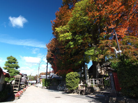 順光で撮ろうとすると樹が写らない