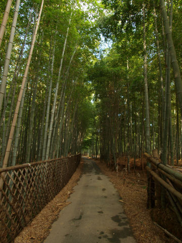 寺戸垣 うっそうとした感じの小径