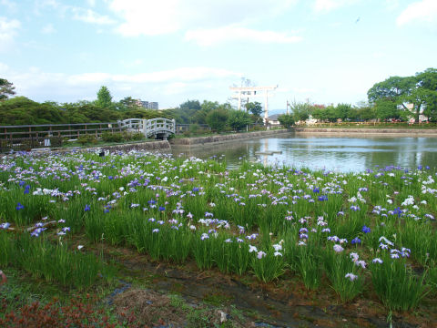 梅雨の花が咲いてきたねえ