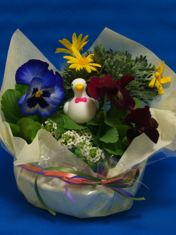 アヒル・・・いやハトか？