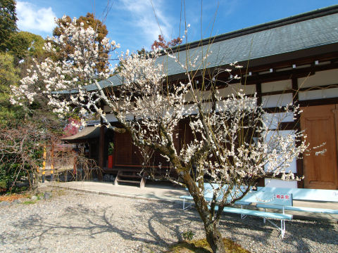 神饌所の梅