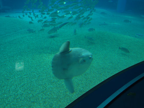 壁にぶつからず泳いでた